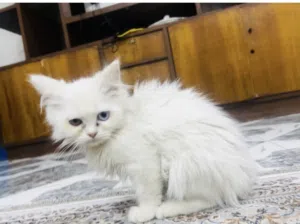 قطه لون ابيض العمر شهرين