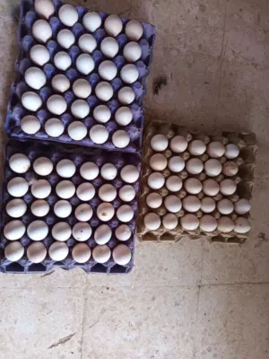 بيض مخصب للفقاسات