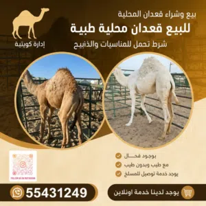 للبيع قعدان محليه طيبه شرط تجمل