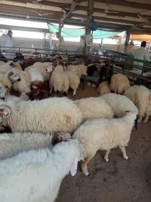 ذبائح النشمي