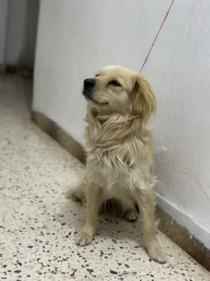 كلب قولد لطيف و أليف كثير و ينفع تربيه في البيوت ماخذ مطعيمو كلهم