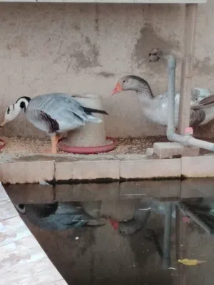 زوج اوز مخططة الرأس (الوصف مهم)