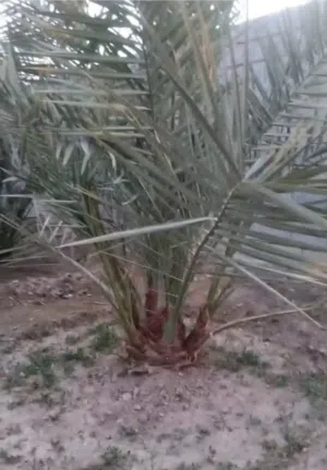 نخلات برحي نسيجي حمال مختبر خرايف