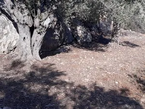 Farm . 577 m2 . Landlord1