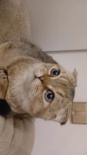 Mix British and Scottish fold