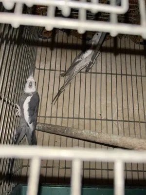جوز كوكتيل وايت فيس