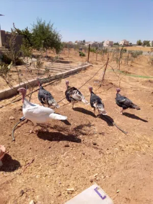 للبيع أزواج جاج حبشي مستوى ممتاز (شغالات)