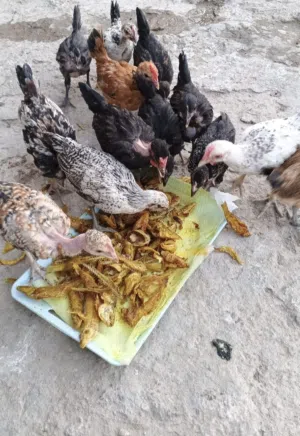 افراخ دجاج عربي وابو ركيبة / عمر شهرين / 8 ازواج ابيعهن شلع / صحة ونشاط ممتاز/ في البصرة