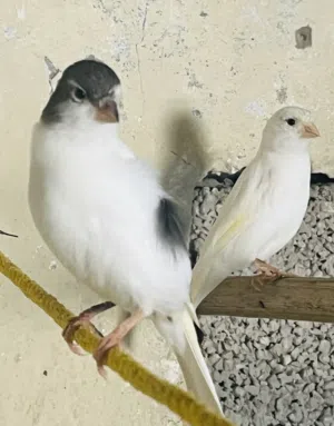 طيور كناري