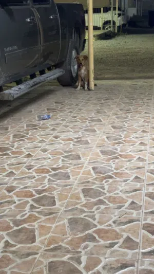 كلب قولدن