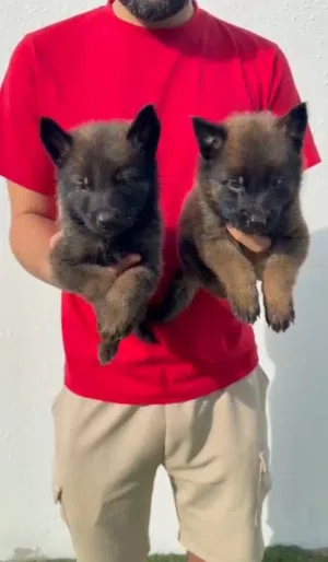 Malino puppies جراو مالينو