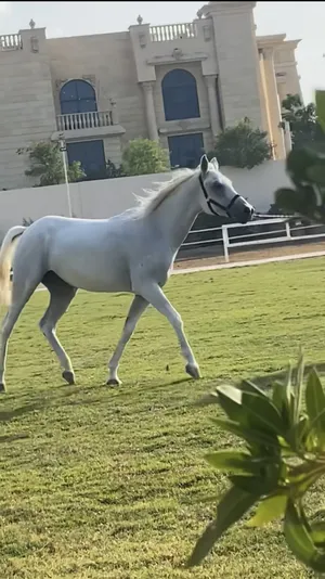Horses0