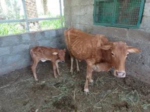 بقرة مع ولدها عجل للبيع