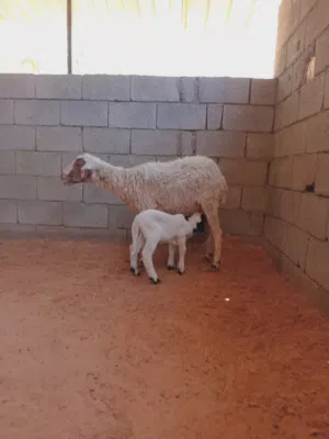 نعجة والده خروف وسليمه العيوب...
