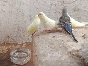 ‏حيوانات وطيور اخرى‏0