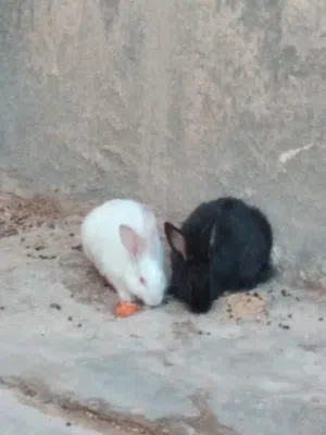 أرانب دكر ونتايه