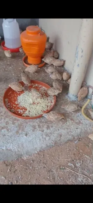 فري إيطالي سوبر جامبو