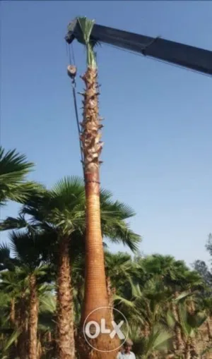 نخيل وشجار جميع الأنواع ولمقاسات. انخيل العربي ونخيل ازينه الوشنطني