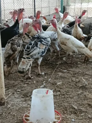 دجاج راومي للبيع