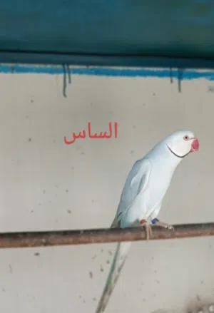 ذكور كلير فايلوت + ذكور لاسوينج