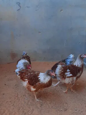 وان دوت بركاني العمر 6 شهور المكان بنغازي ثلاث دجاجات وديك علي فتوح