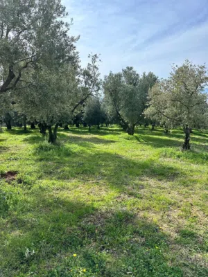 Residential Land for Sale in Amman Shafa Badran