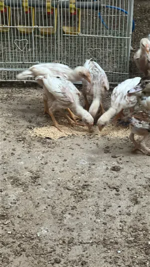 للبيع طيور تربيه متنوعه