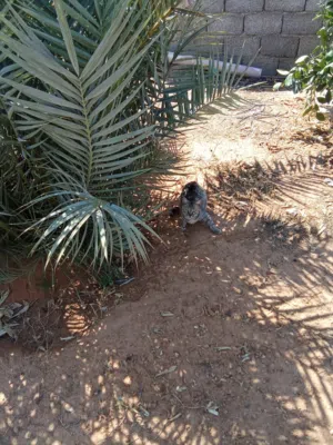 80 m2 Studio Townhouse for Rent in Tripoli Tajura