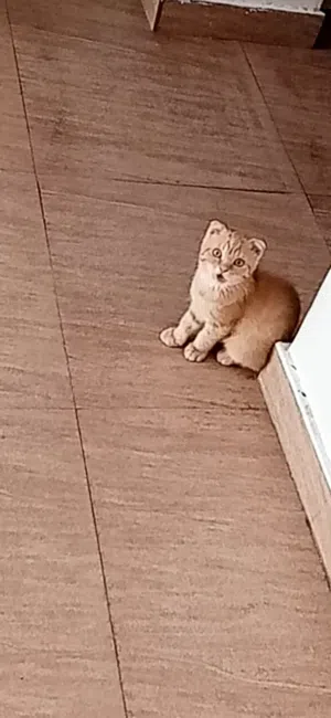 قطط للبيع صغار