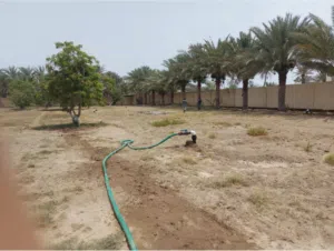 فرصة ذهبية للمزارعين والمهتمين – 52 نخلة عمانية كبيرة ومثمرة للبيع جاهزة للإنتاج
