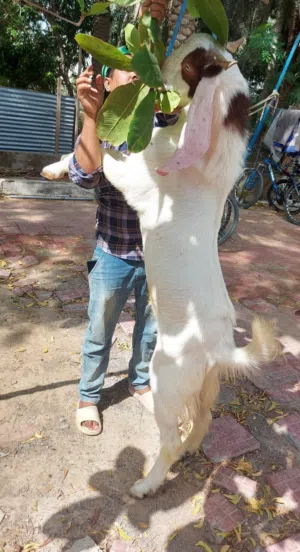 تيس باكستاني بصحه ممتازه