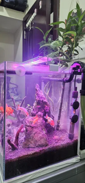 Fish Tank for Sale – 55 Liters / 14.7 Gallons Aquarium