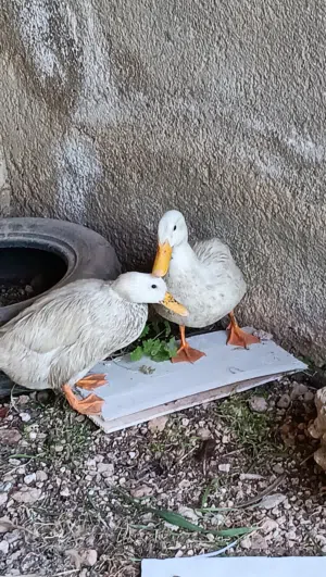 بط النوع بكيني بياض ماشاء الله  الموقع عجلون عرجان
