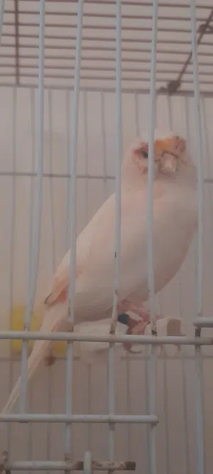 السلام عليكم متاح دكر موزييك كيف بيطلع من الغيار