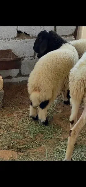 حوليه شامي للبيع العمر 3 شهور