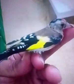 طوار قرديل ذكر