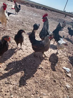 دجاج بلدي للبيع