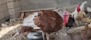 فسيفس للبيع