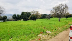 4 دونمات جلعد قرب مطعم نسيم الجبل