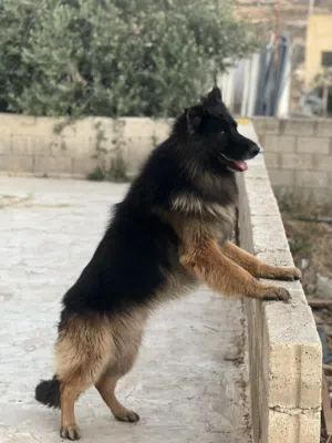 جوز جيرمن مستوى مرتب