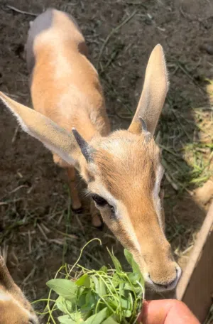 غزال الديماني