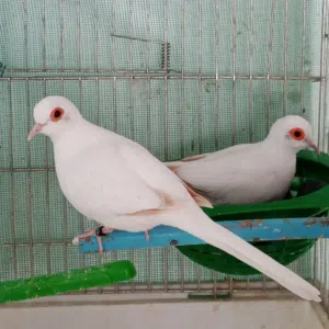 فادي نعيرات