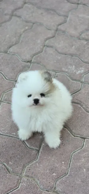 Pomeranian puppy male, 2 month old