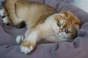 سكوتش فولد بيور .. ذكر