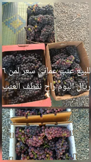 عنب عماني للبيع