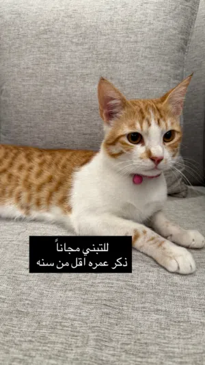 للتبني مجاناً