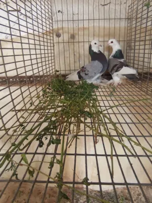 كوبيا هزاز طرمبات كوبيا ربي يبارك دحي و فروخ تو كيف نفخت بي دحي تلاتة أيام و دحيه