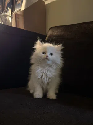 Shiriazy Kittens
