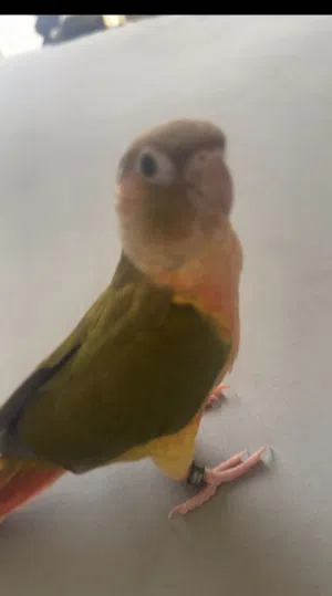 ببغاء كونيور مروض عمره صغير 3 اشهر