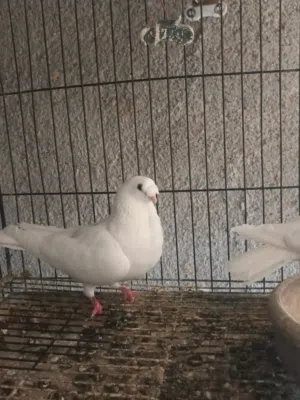 طيور * حمام * بط افراخ